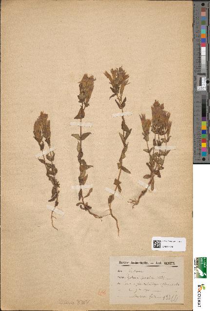 spécimen de Gentiana germanica