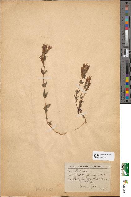 spécimen de Gentiana germanica