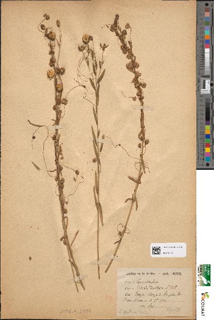 spécimen de Cuscuta densiflora