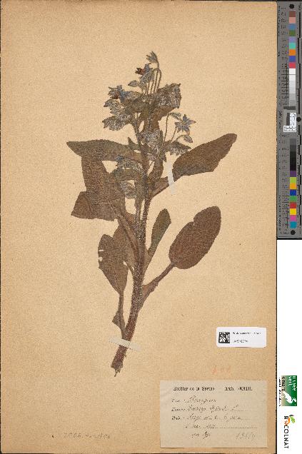 spécimen de Borago officinalis