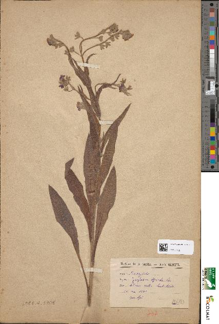 spécimen de Cynoglossum officinale