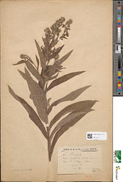 spécimen de Cynoglossum officinale