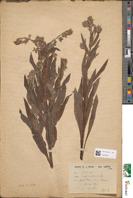 spécimen de Cynoglossum officinale