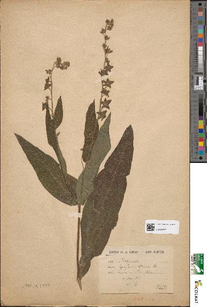 spécimen de Cynoglossum officinale