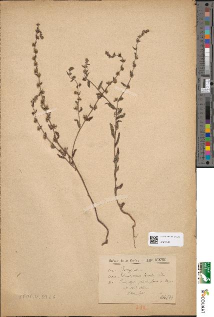 spécimen de Echinospermum lappula