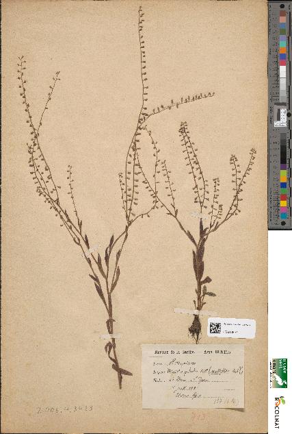 spécimen de Myosotis palustris