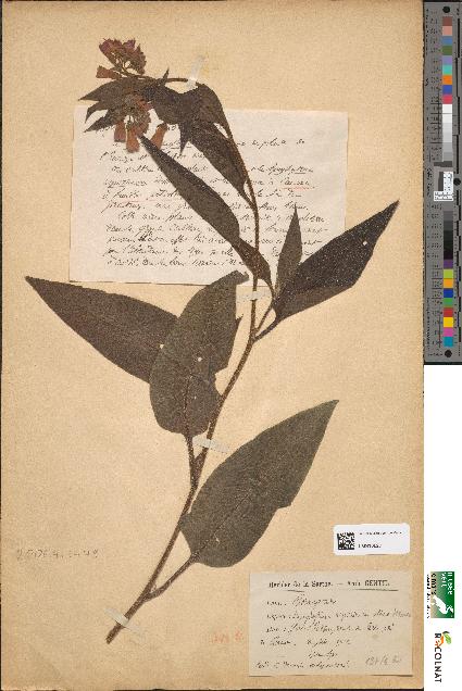 spécimen de Symphytum asperrimum