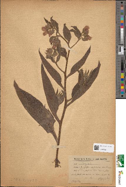 spécimen de Symphytum asperrimum