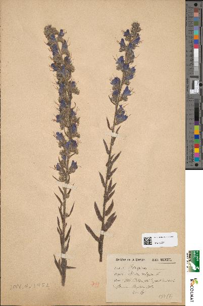 spécimen de Echium vulgare