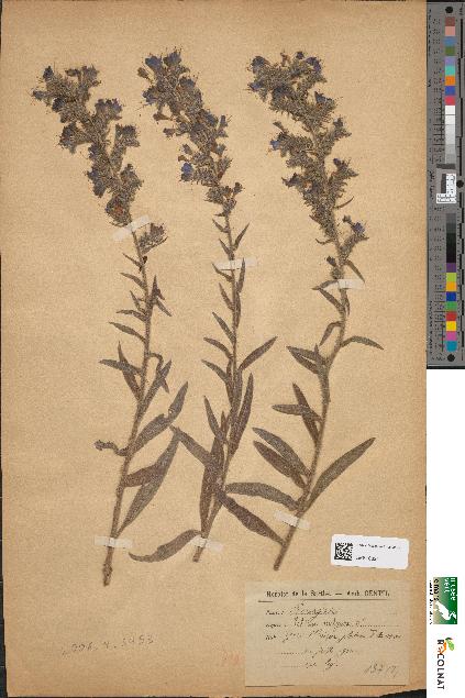 spécimen de Echium vulgare