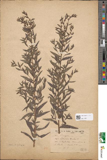 spécimen de Lithospermum officinale