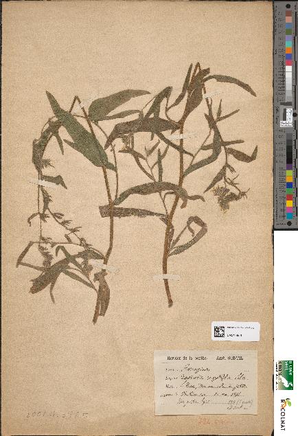 spécimen de Amsinckia angustifolia