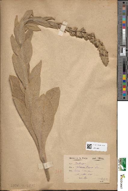 spécimen de Verbascum thapsus