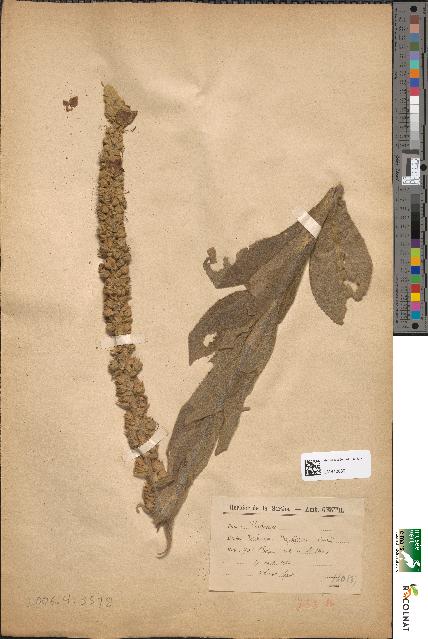 spécimen de Verbascum thapsiforme