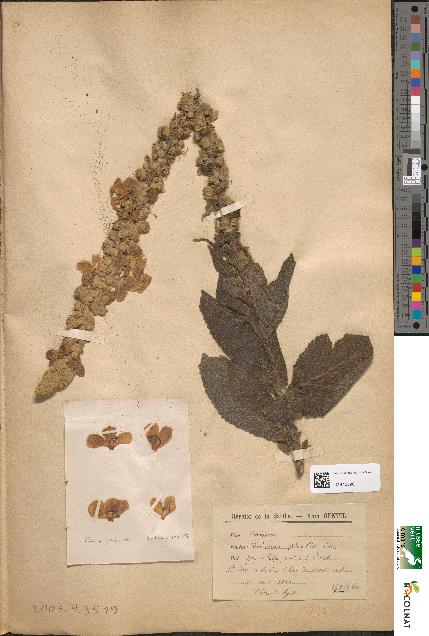 spécimen de Verbascum phlomoides