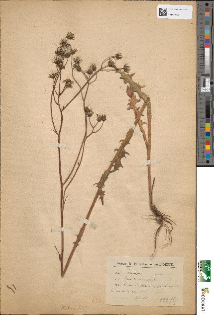 spécimen de Crepis nicaeensis