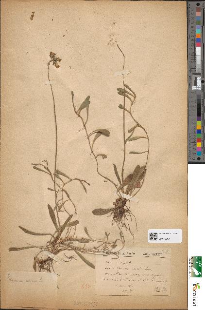 spécimen de Hieracium auricula