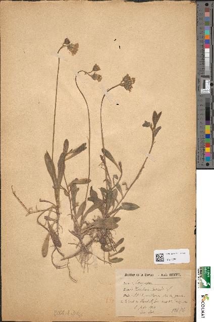 spécimen de Hieracium auricula