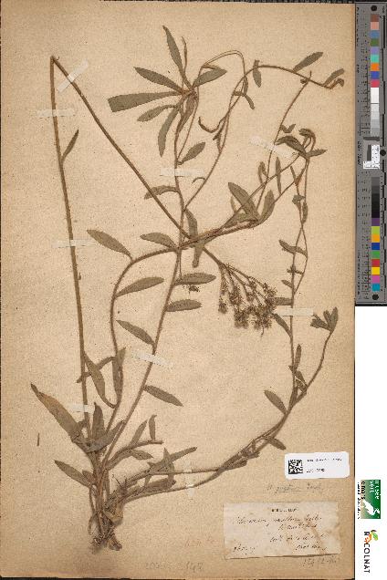 spécimen de Hieracium auricula