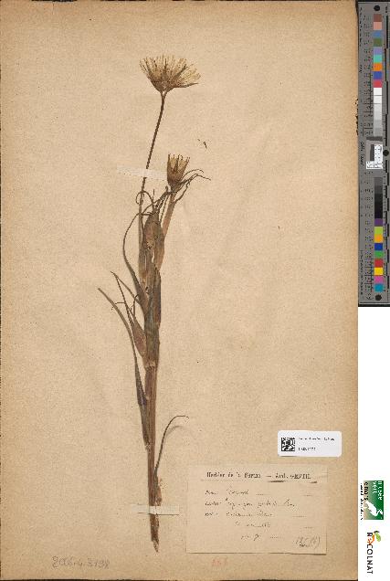 spécimen de Tragopogon pratensis