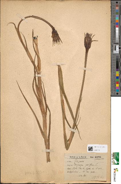 spécimen de Tragopogon porrifolius