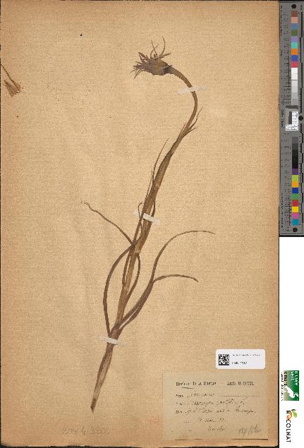 spécimen de Tragopogon porrifolius