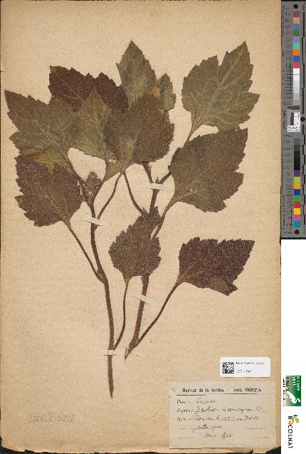 spécimen de Xanthium macrocarpum