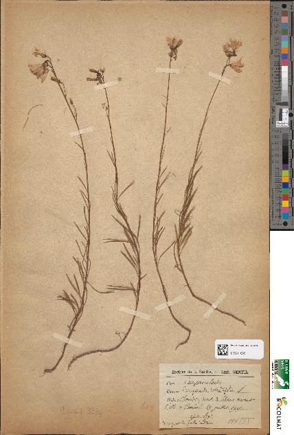 spécimen de Campanula rotundifolia