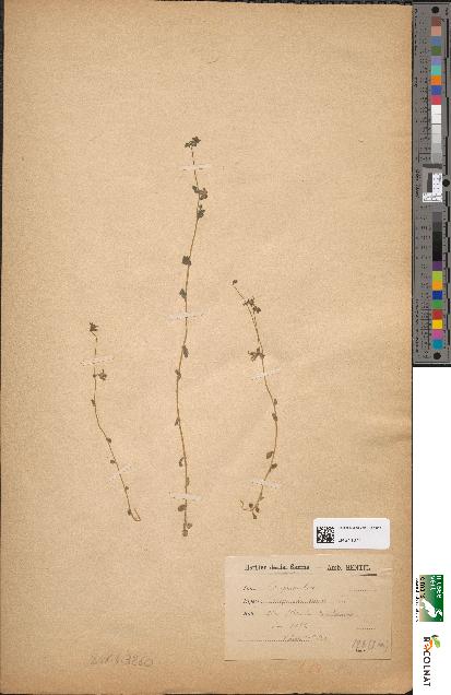 spécimen de Campanula erinus