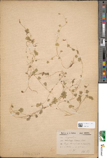 spécimen de Wahlenbergia hederacea