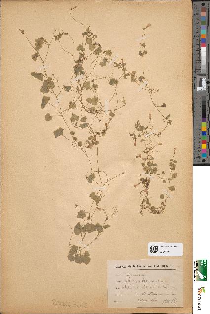 spécimen de Wahlenbergia hederacea