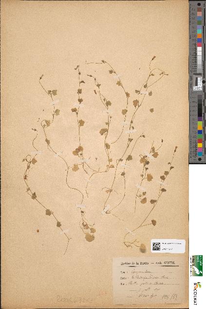 spécimen de Wahlenbergia hederacea