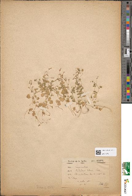 spécimen de Wahlenbergia hederacea