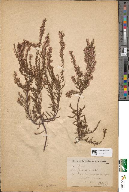 spécimen de Calluna vulgaris