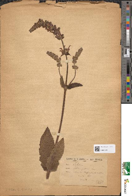 spécimen de Salvia pratensis