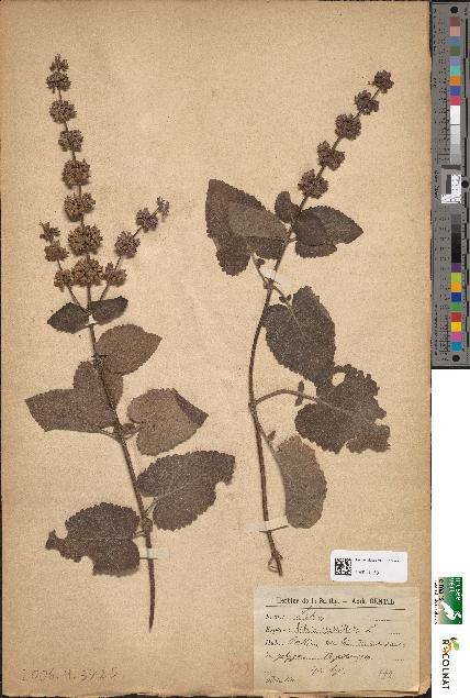 spécimen de Salvia verticillata