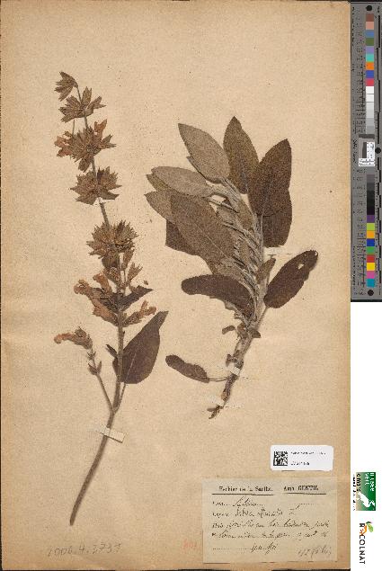 spécimen de Salvia officinalis