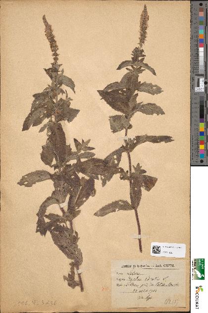 spécimen de Mentha sylvestris