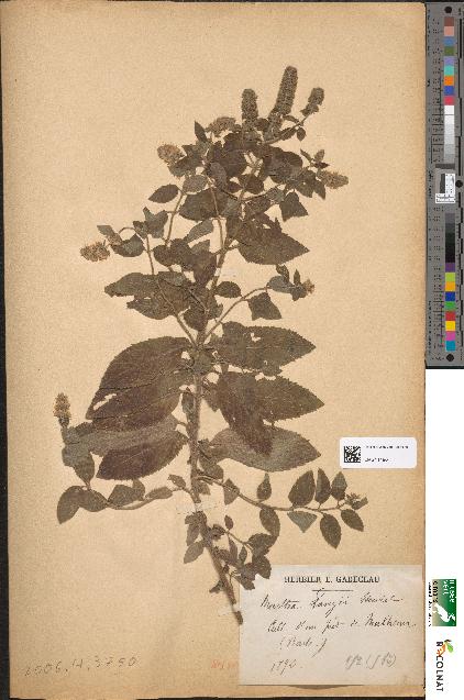 spécimen de Mentha × langii
