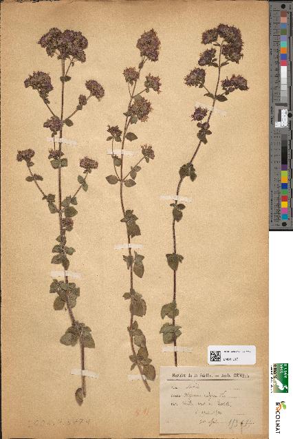 spécimen de Origanum vulgare