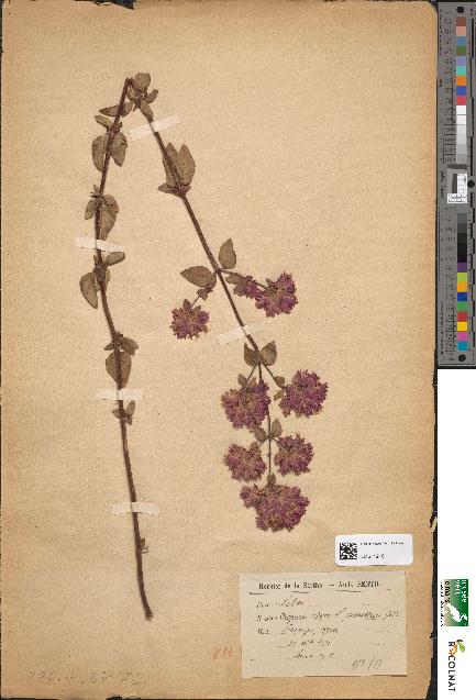 spécimen de Origanum vulgare