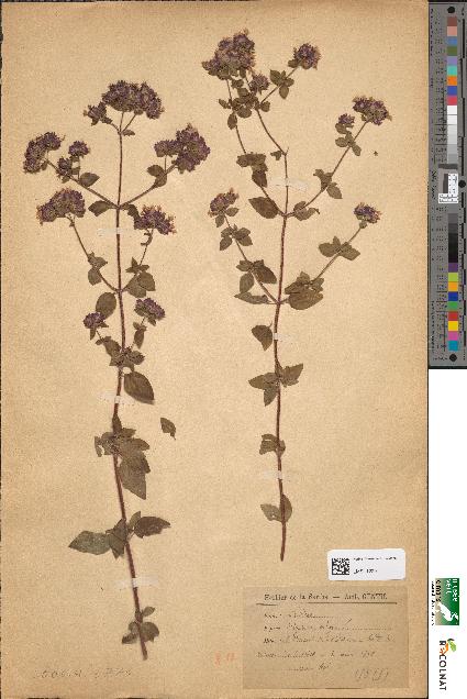 spécimen de Origanum vulgare