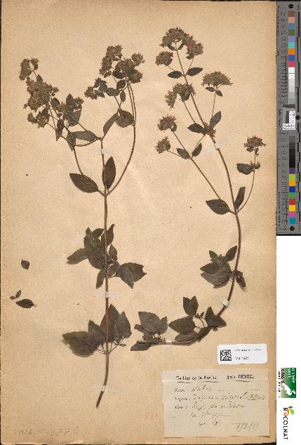 spécimen de Origanum vulgare