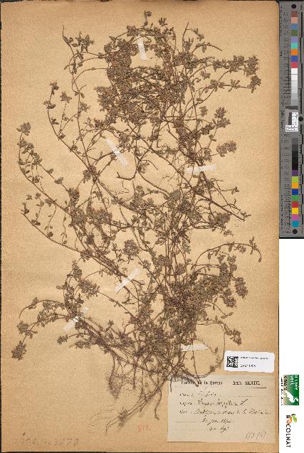 spécimen de Thymus serpyllum