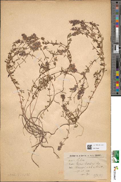 spécimen de Thymus chamaedrys