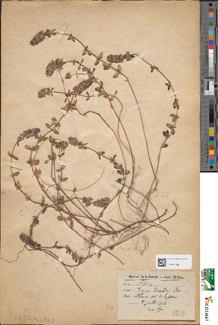 spécimen de Thymus chamaedrys