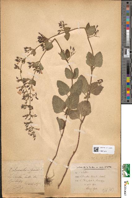 spécimen de Calamintha officinalis