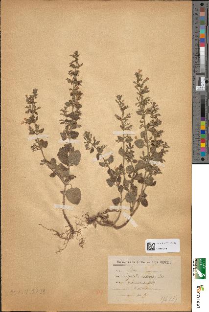 spécimen de Calamintha menthaefolia