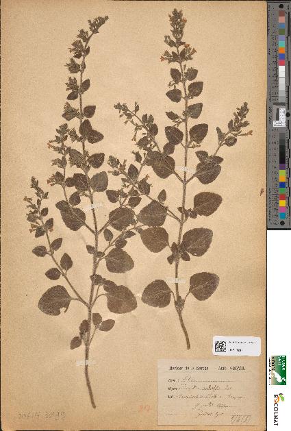 spécimen de Calamintha menthaefolia