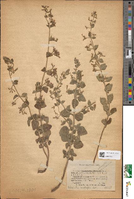 spécimen de Calamintha menthaefolia